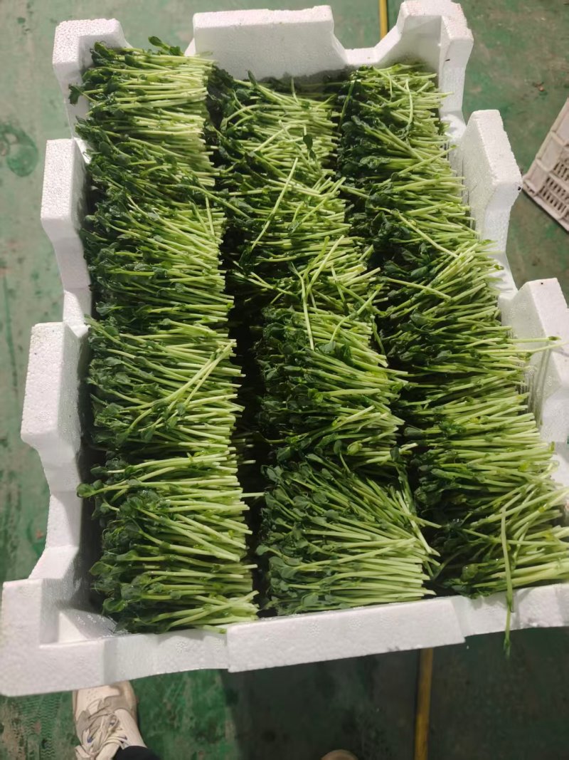 豌豆苗，产家直销，自己种植，足嫩足鲜，量大无忧，炒菜做汤