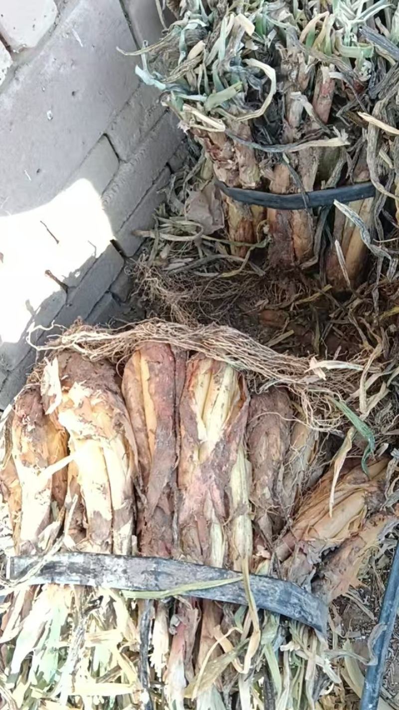 陕西精选红葱红葱产地直销价格便宜