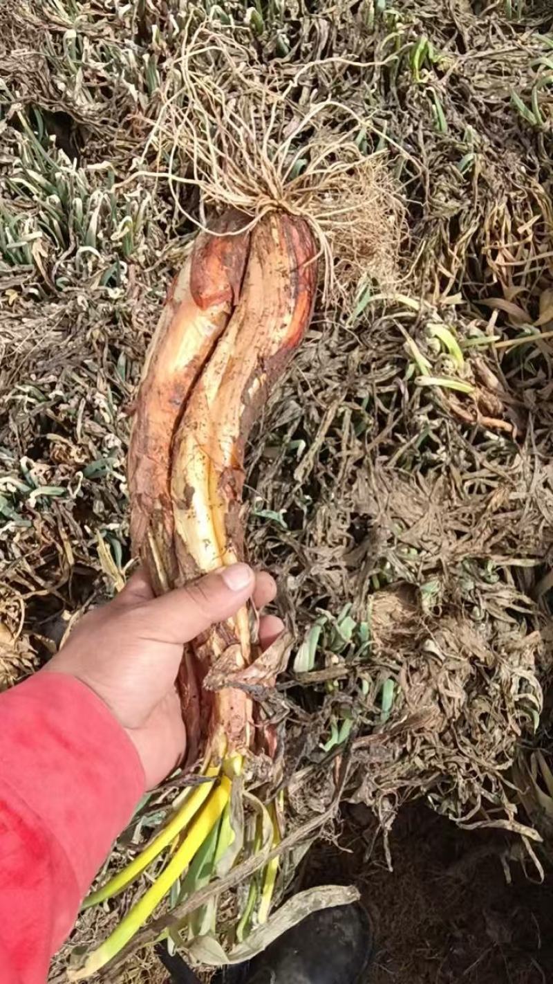 陕西精选红葱红葱产地直销价格便宜