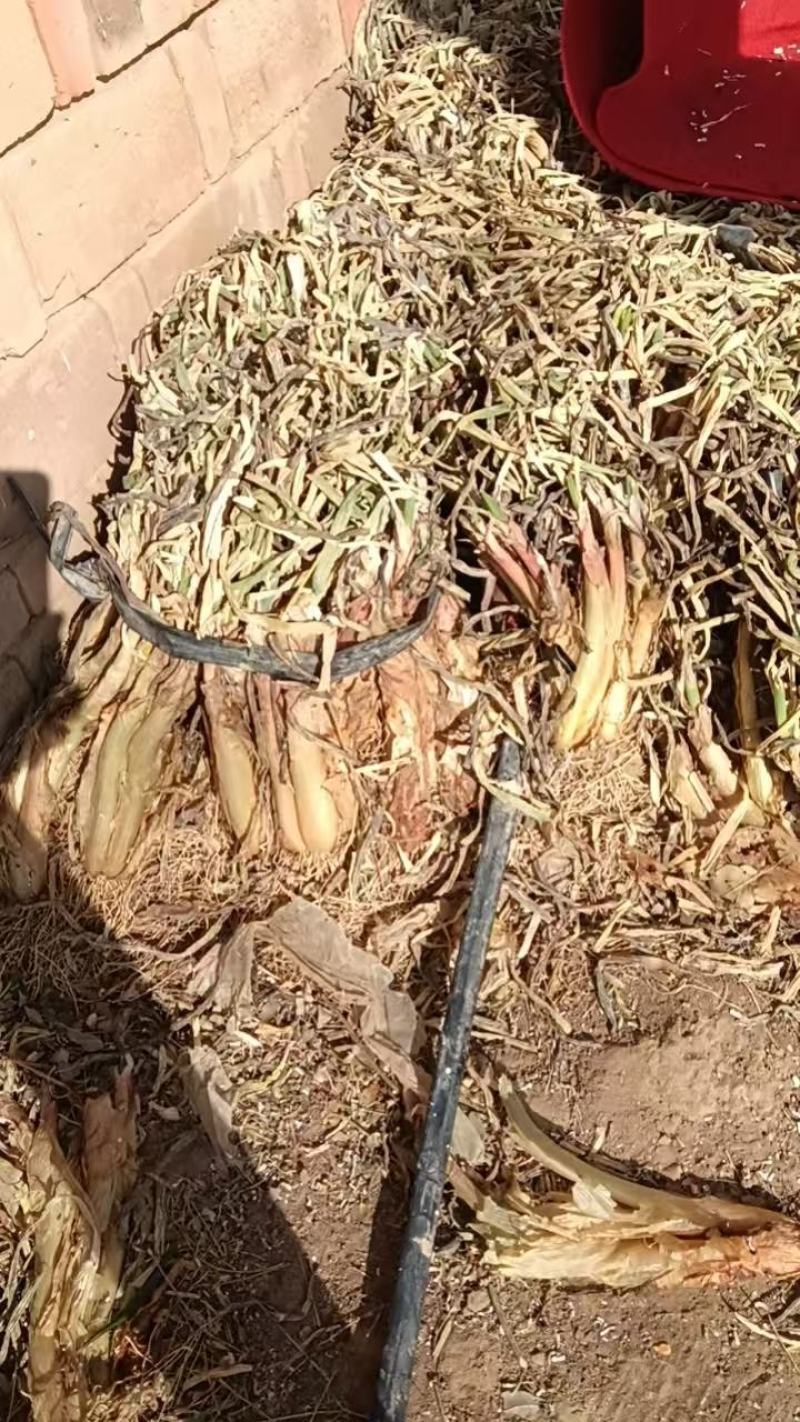 陕西精选红葱红葱产地直销价格便宜