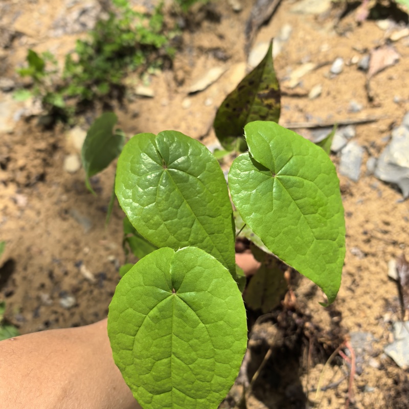 淫羊藿苗，揉毛淫羊藿种苗