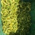 云南金雀花