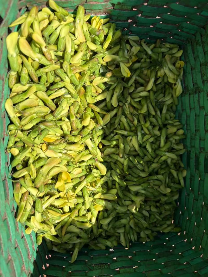 云南金雀花