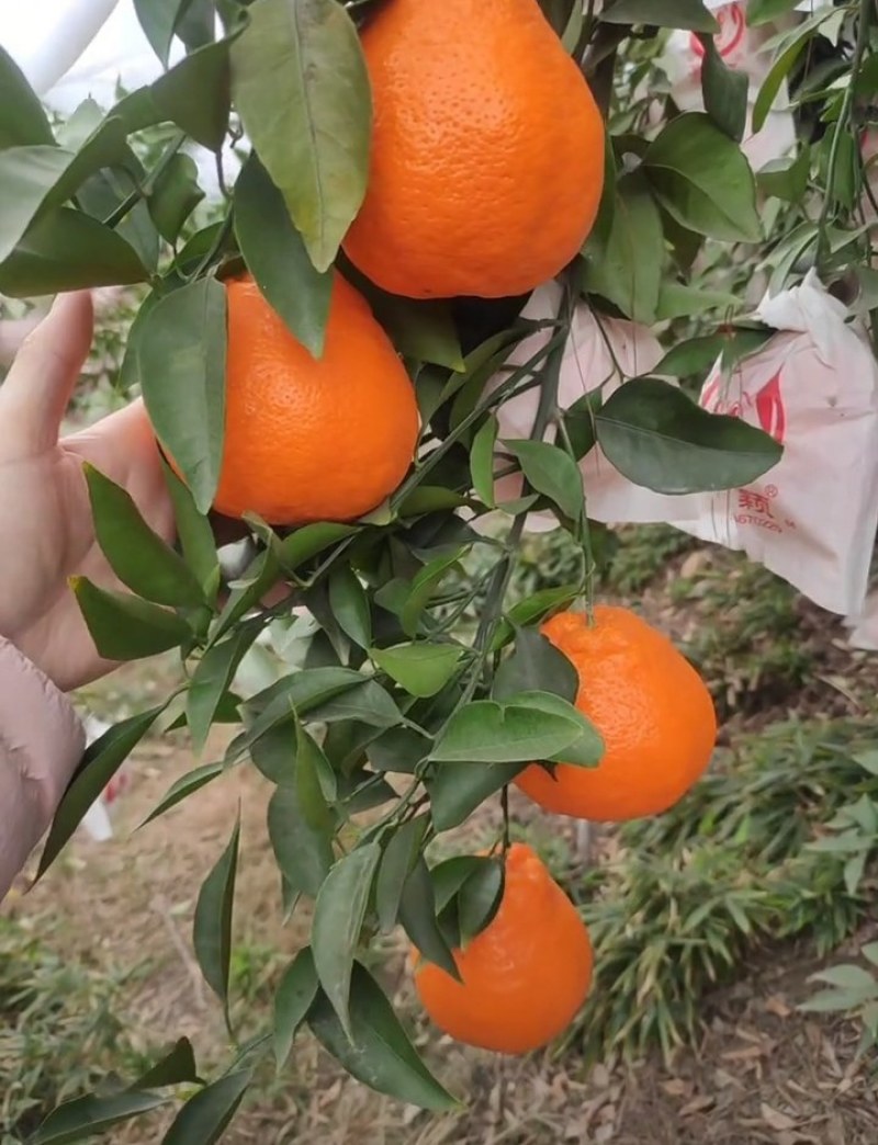 春见耙耙柑