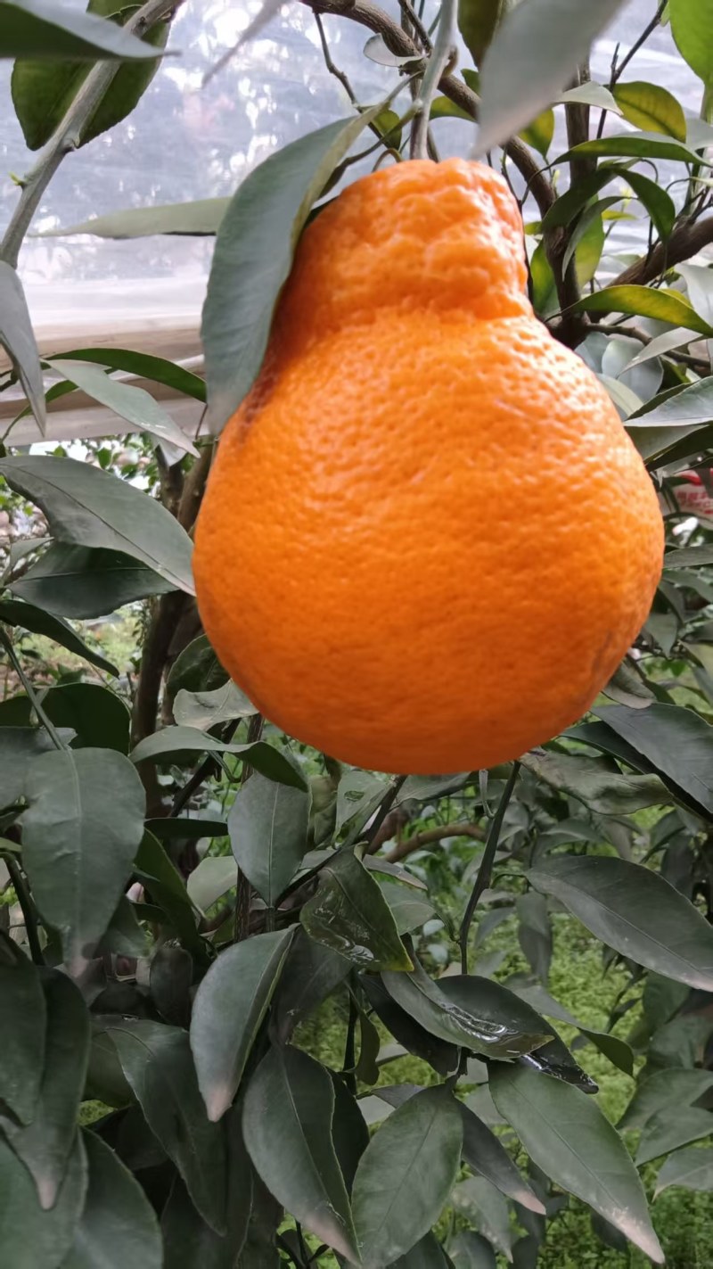 春见耙耙柑