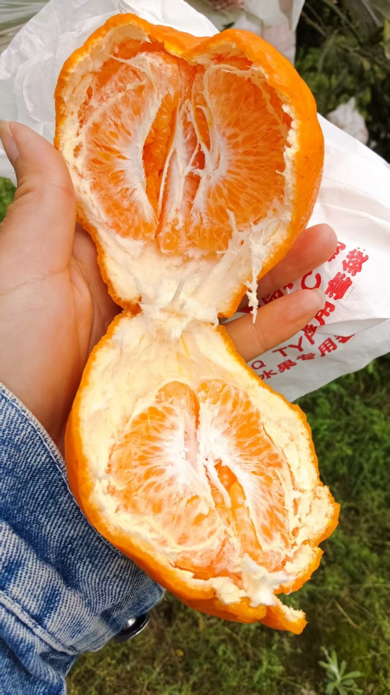 春见耙耙柑