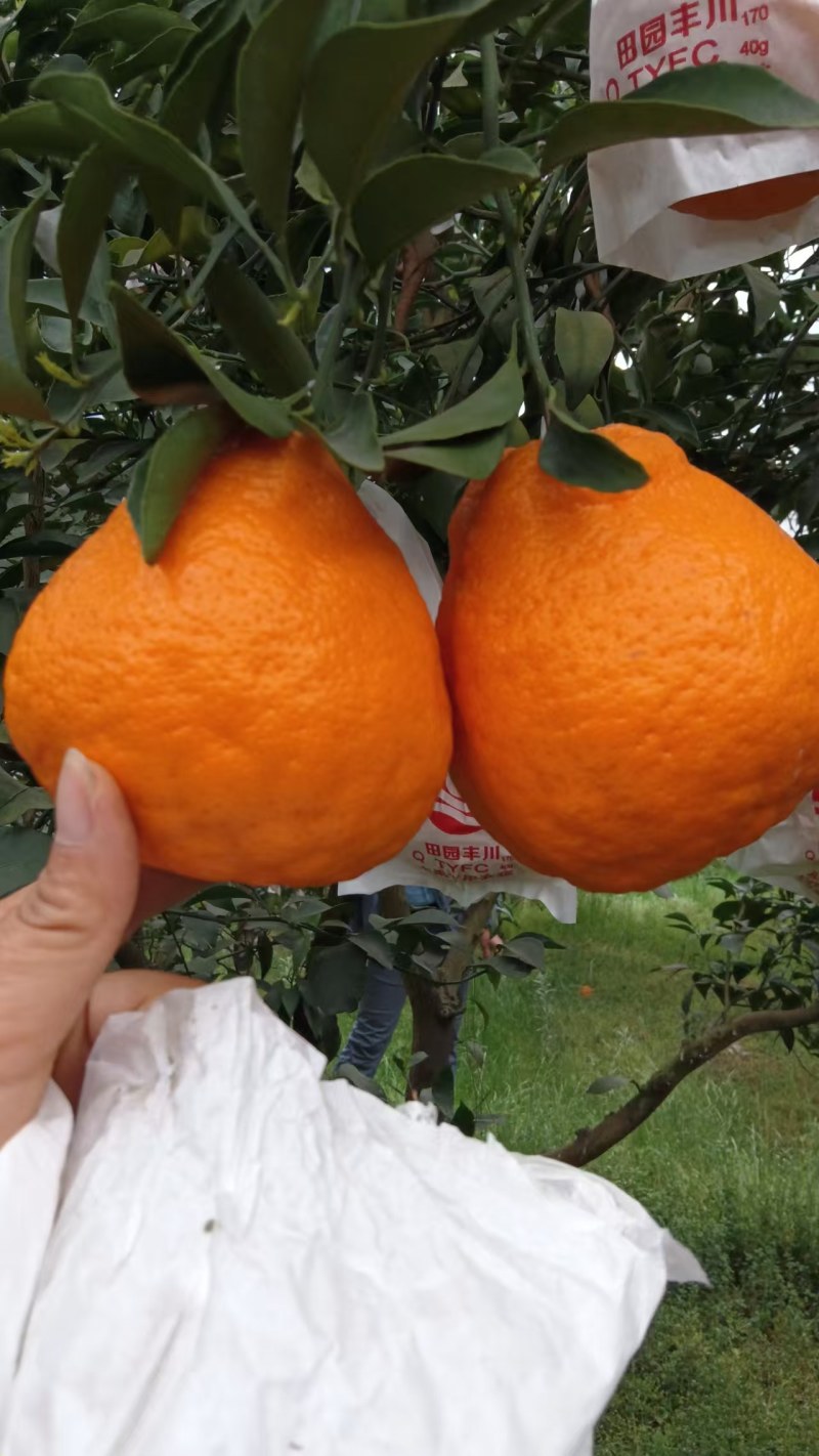春见耙耙柑