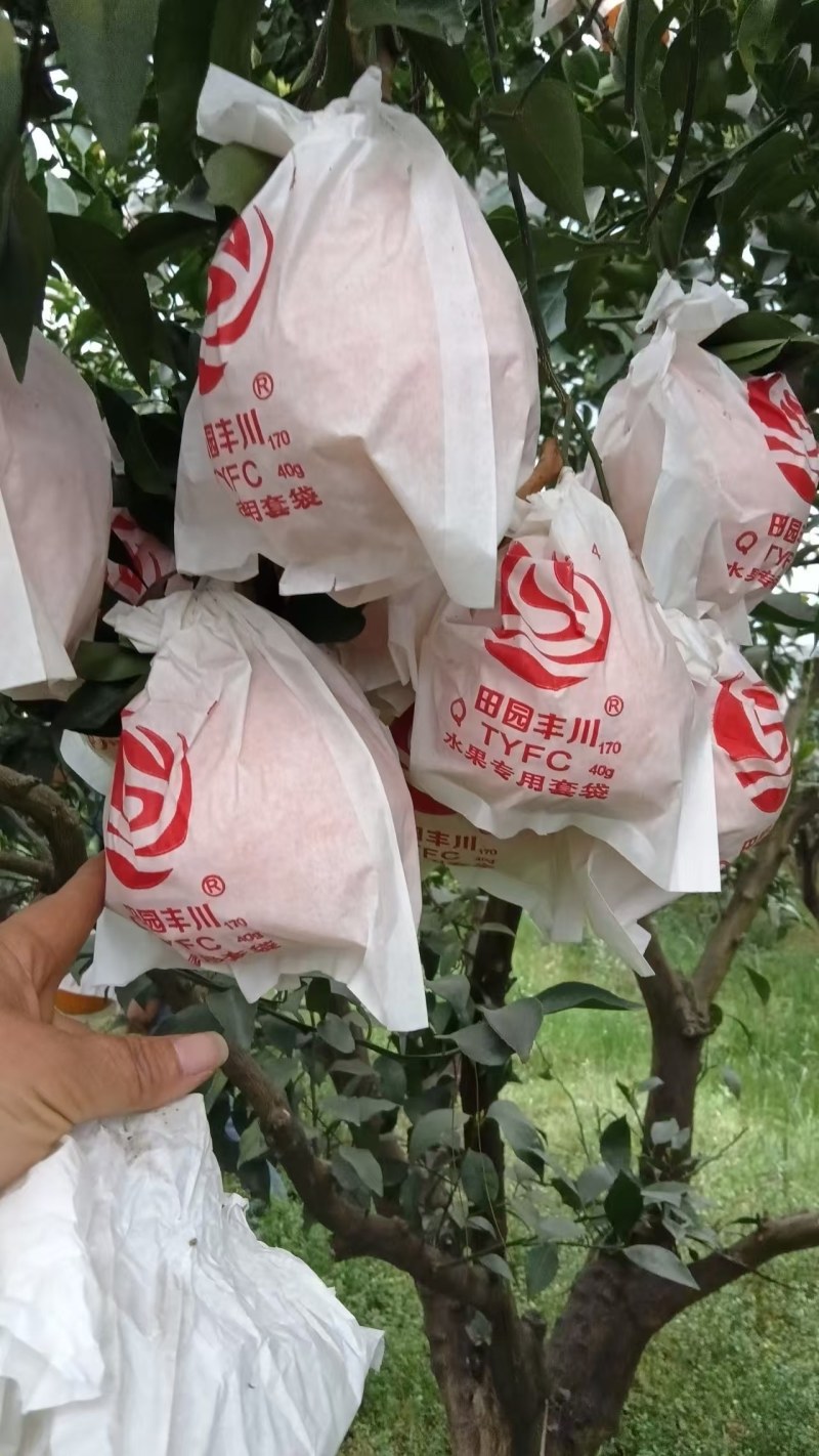 春见耙耙柑