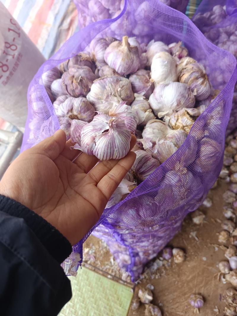 云南大理紫皮大蒜成熟了，全国无死角代收代卖