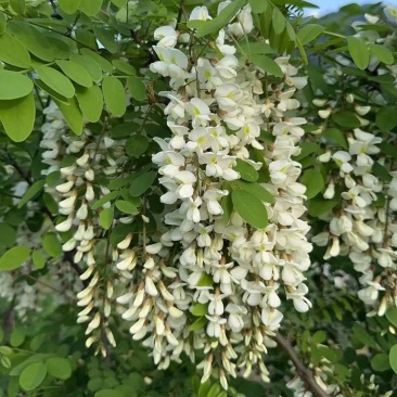 洋槐花