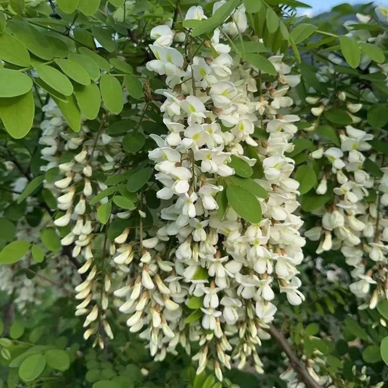 洋槐花