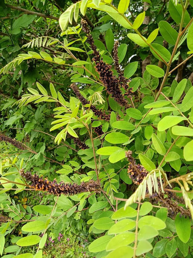 紫穗槐种子护坡固土**耐旱耐贫瘠荒山复垦高速护坡