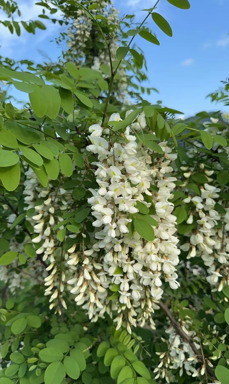 洋槐花