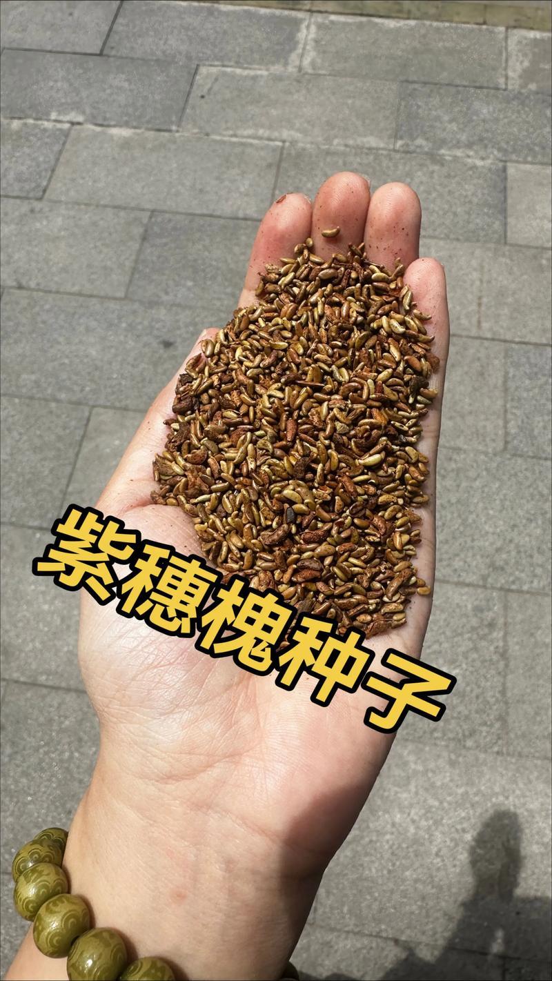 紫穗槐种子护坡固土**耐旱耐贫瘠荒山复垦高速护坡