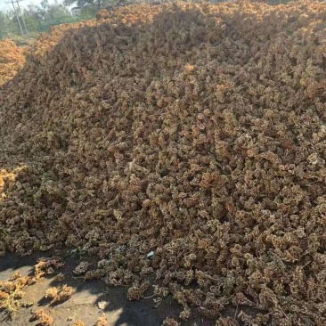 阿勒泰红皮甘草籽