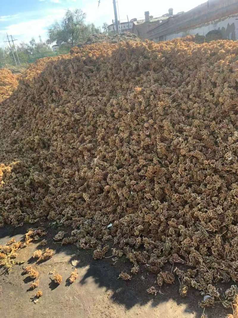 阿勒泰红皮甘草籽