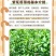 牧草**紫花苜蓿种子高蛋白多年生牛羊兔畜禽专用