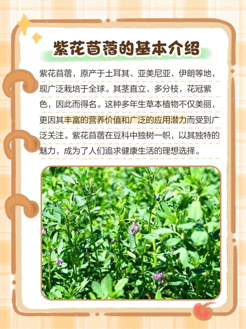 牧草**紫花苜蓿种子高蛋白多年生牛羊兔畜禽专用