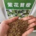 牧草**紫花苜蓿种子高蛋白多年生牛羊兔畜禽专用