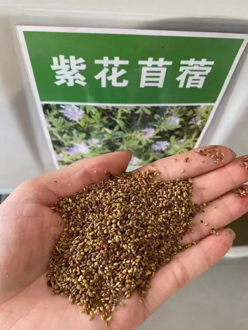 牧草**紫花苜蓿种子高蛋白多年生牛羊兔畜禽专用