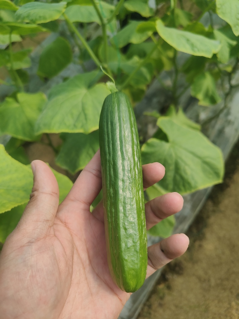 水果黄瓜大量上市