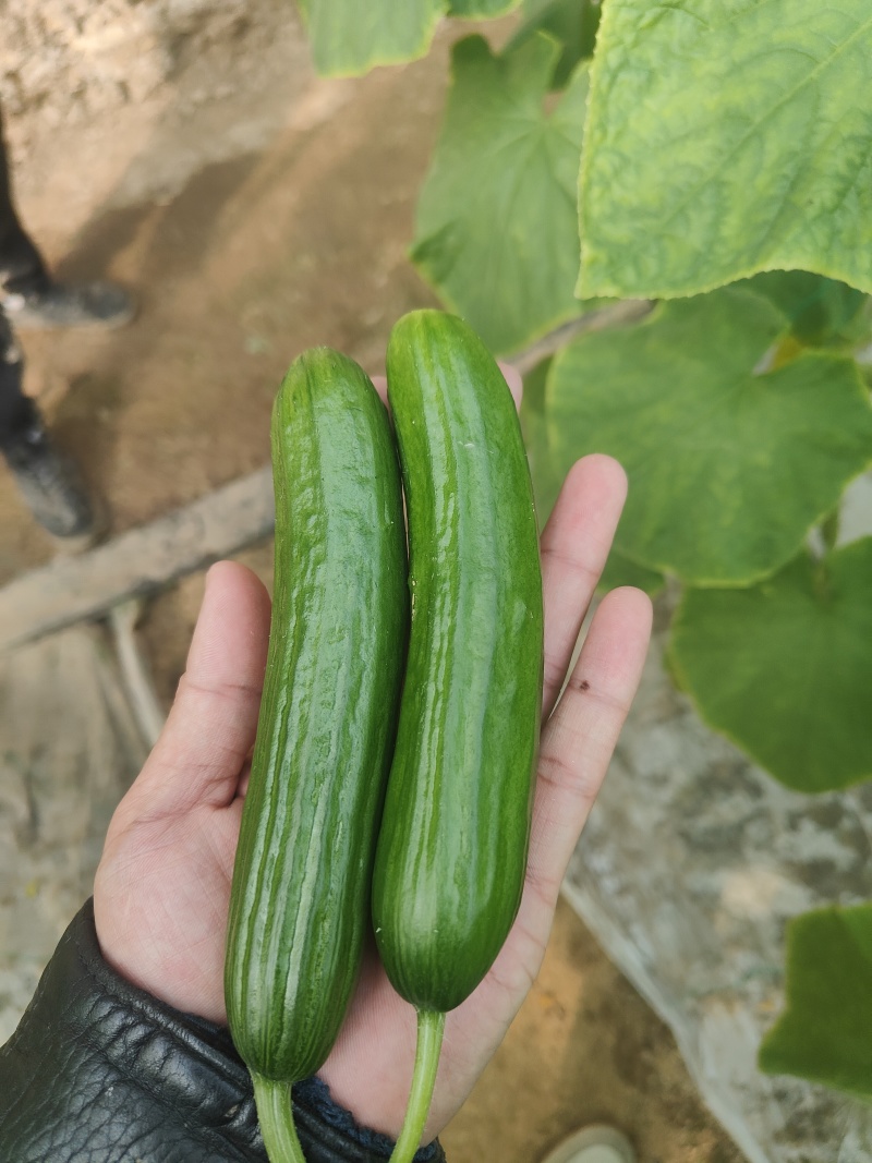 水果黄瓜大量上市
