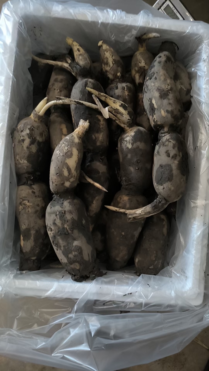 云南弥勒蔬菜马上上市