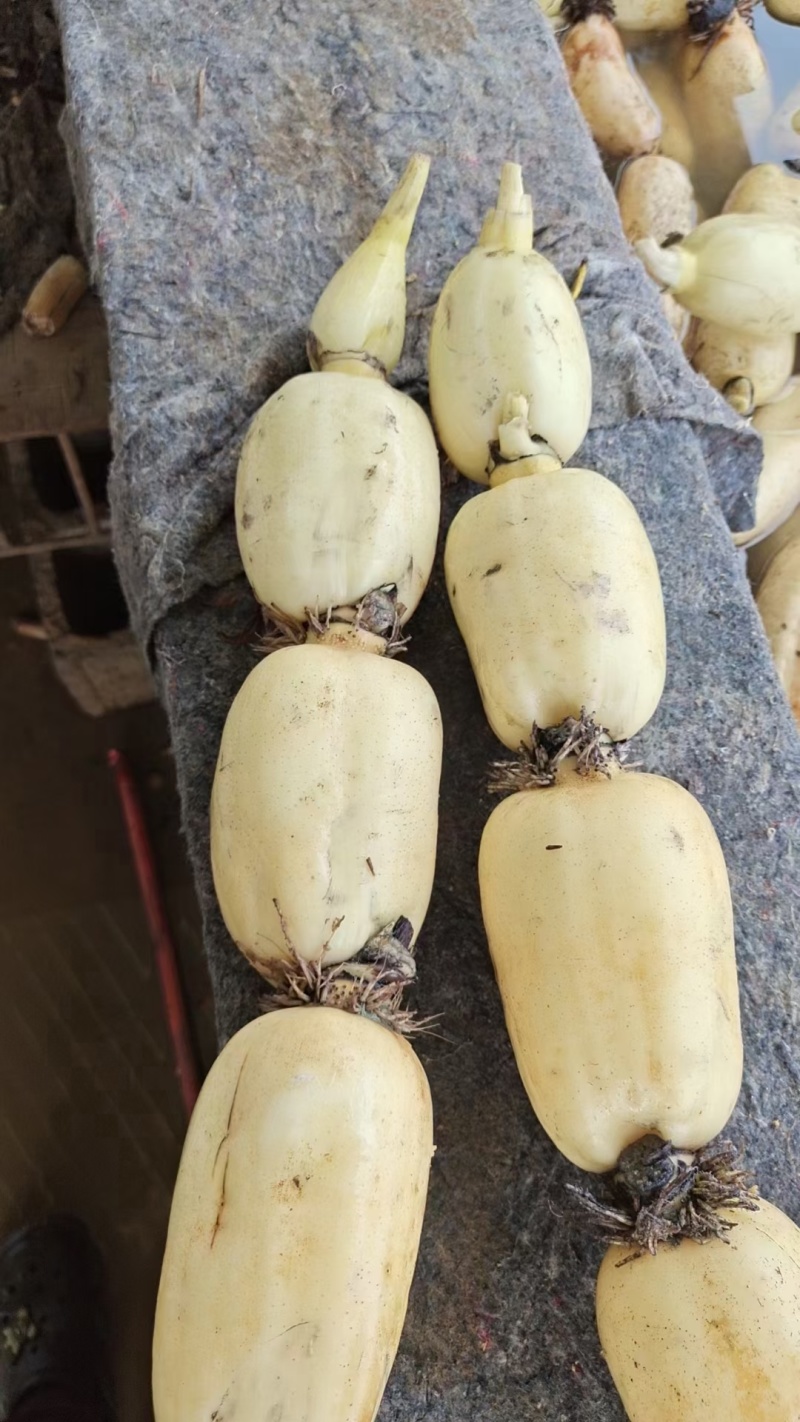 云南弥勒蔬菜马上上市