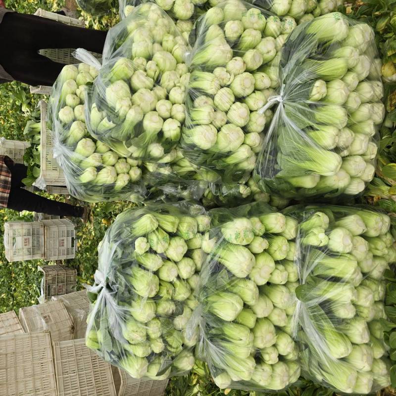 上海青小青菜