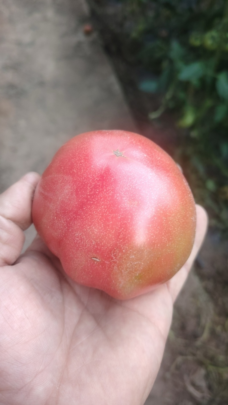 普罗旺斯西红柿山东西红柿山东番茄上市中欢迎采购