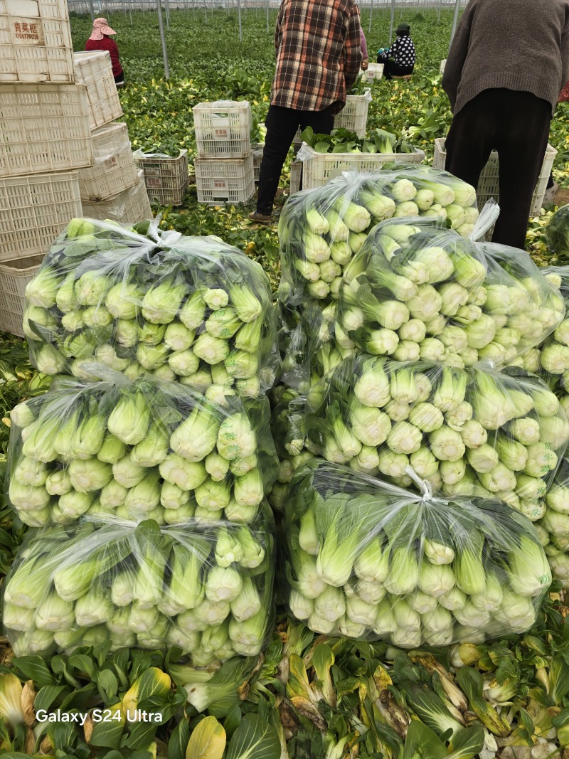 上海青小青菜