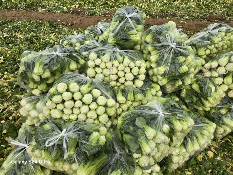 上海青小青菜