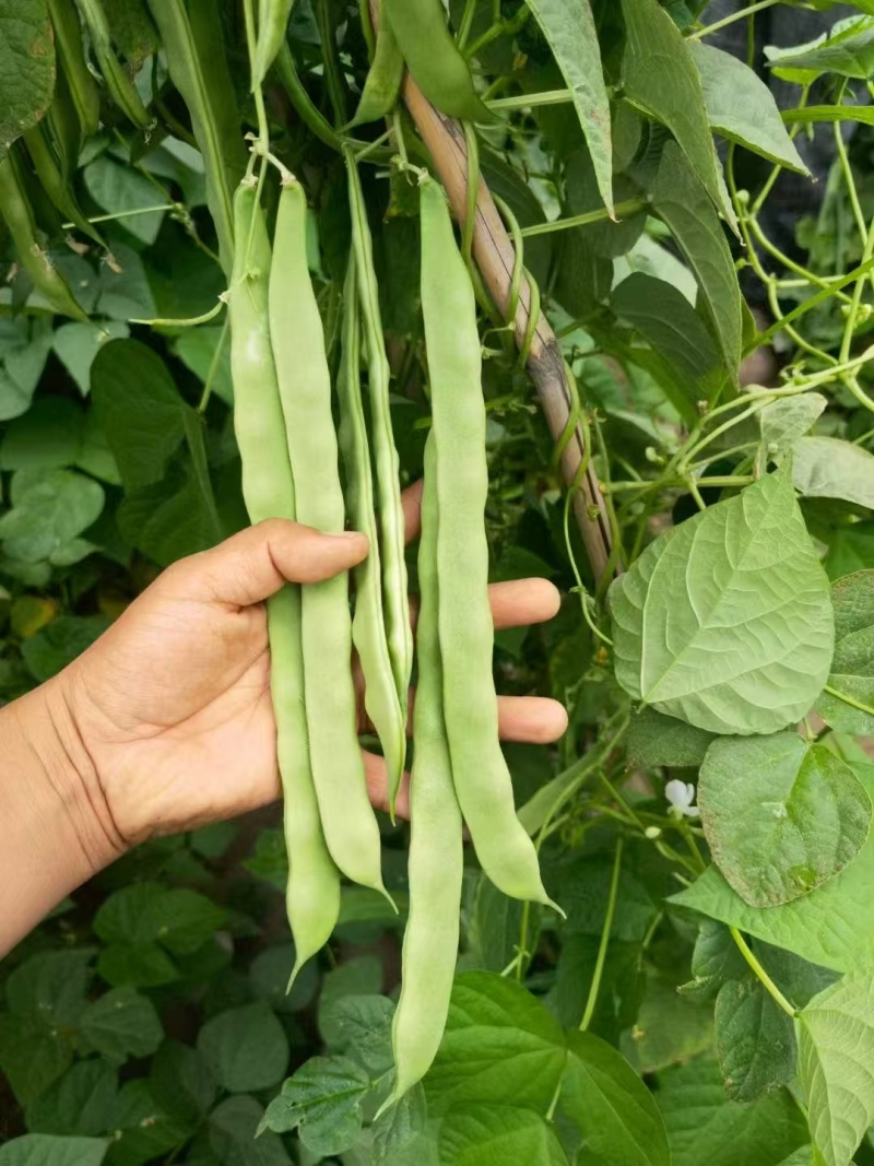 金玉龙架豆四季豆种子绿芸豆绿龙架豆绿扁豆眉豆农家庭院