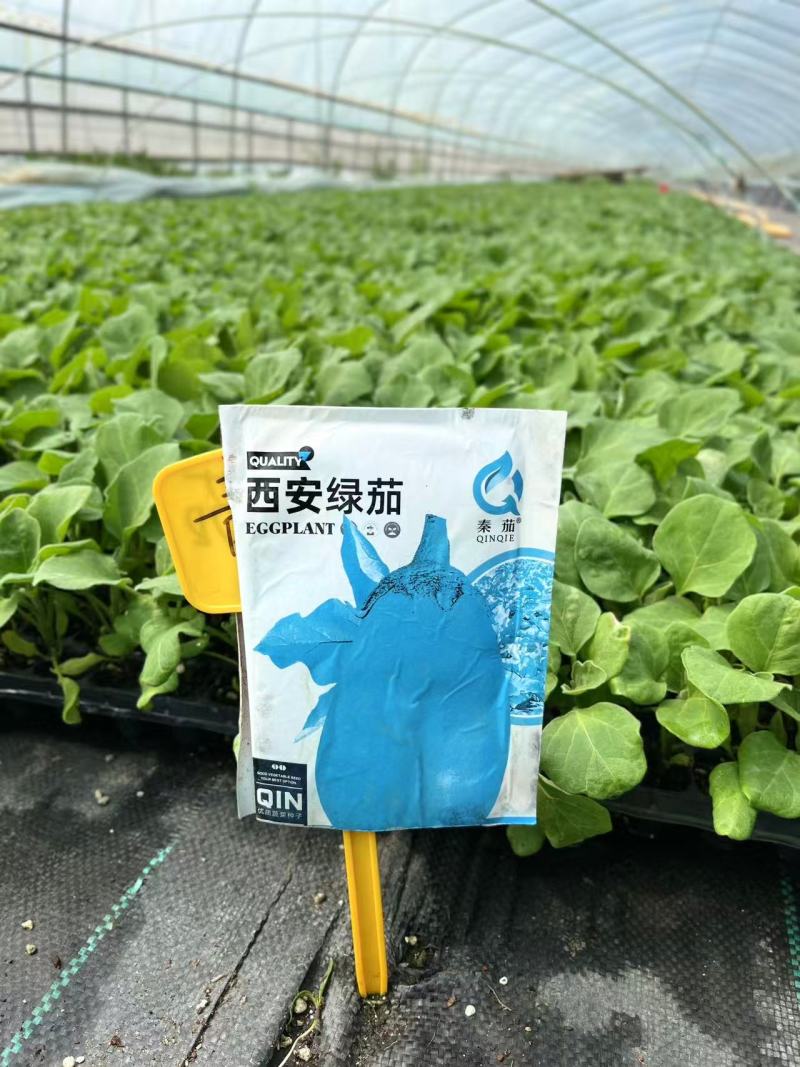 茄子苗大量供应，货源充足，基地只发成活率高