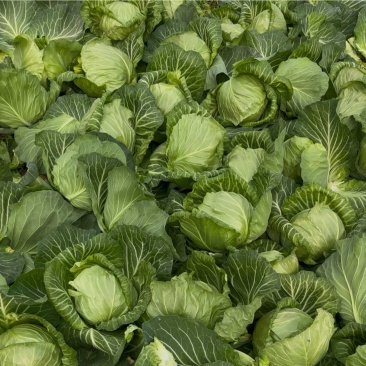精品新甘蓝包菜大量上市