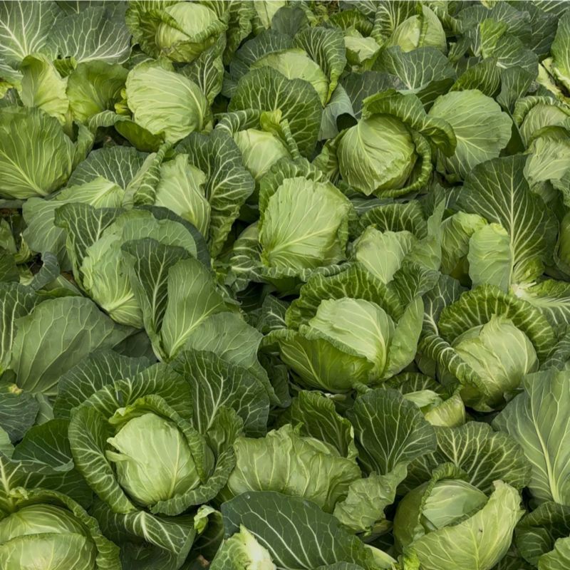 精品新甘蓝包菜大量上市