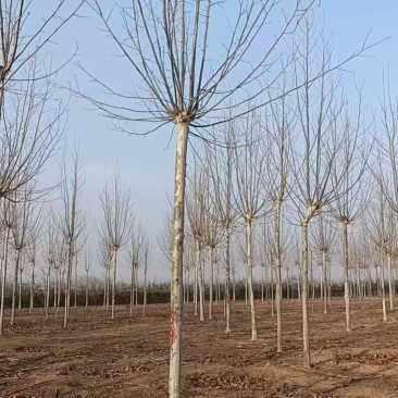 法桐规格齐全!量大供应!裸根土球均可,货源充足