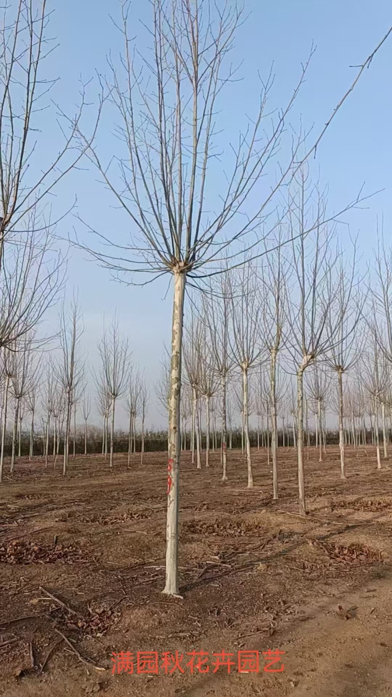 法桐规格齐全！量大供应！裸根土球均可，货源充足