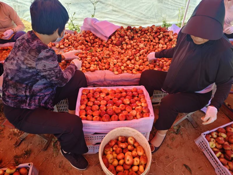 明月油蟠桃规格齐全品质好产地直发量大从优欢迎来电咨询
