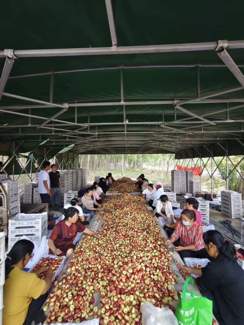 明月油蟠桃规格齐全品质好产地直发量大从优欢迎来电咨询