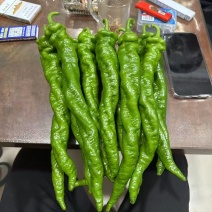 新苗螺丝椒上市，大型种植基地直供，精品货，中上货现货供应