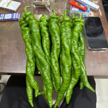 新苗螺丝椒上市，大型种植基地直供，精品货，中上货现货供应