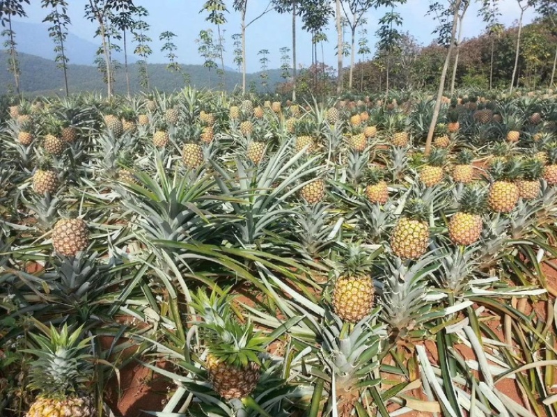 凤梨品质保证服务周到产地直发价格美丽欢迎联系