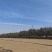 【供应】油松产地：河北张家口蔚县