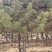 【供应】油松产地：河北张家口蔚县