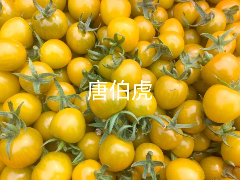 糖珀琥黄圣女果一手货源诚信经营供应市场商超