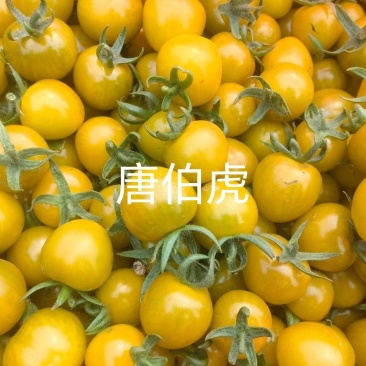 糖珀琥黄圣女果一手货源诚信经营供应市场商超