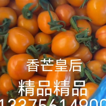 香芒皇后