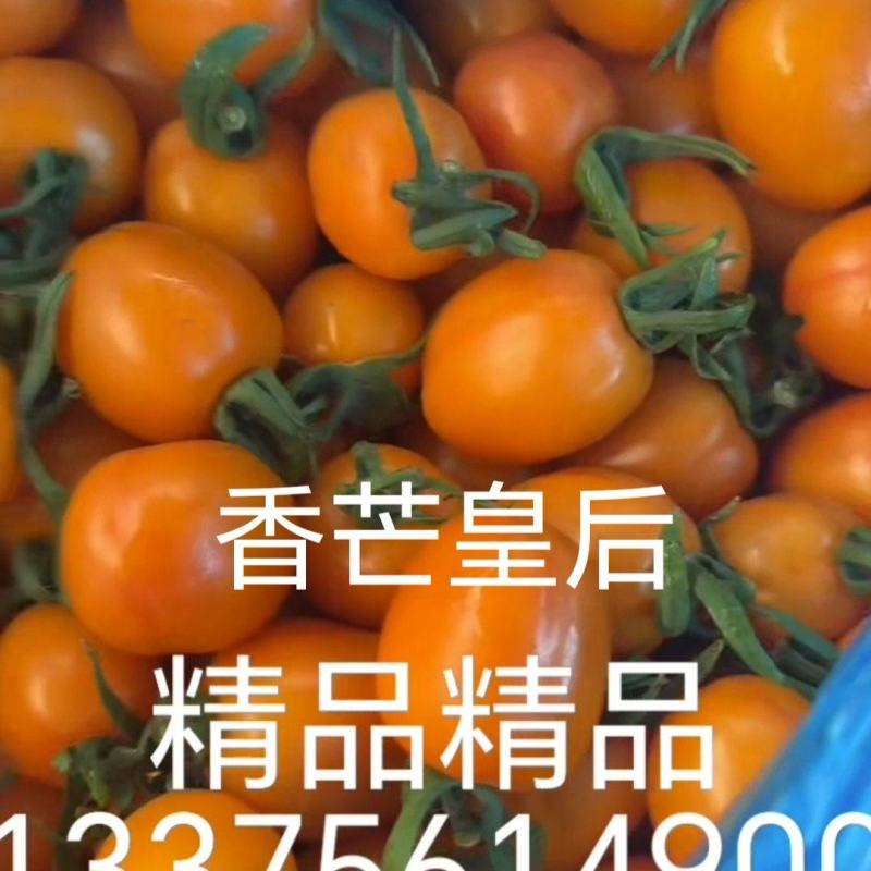 香芒皇后