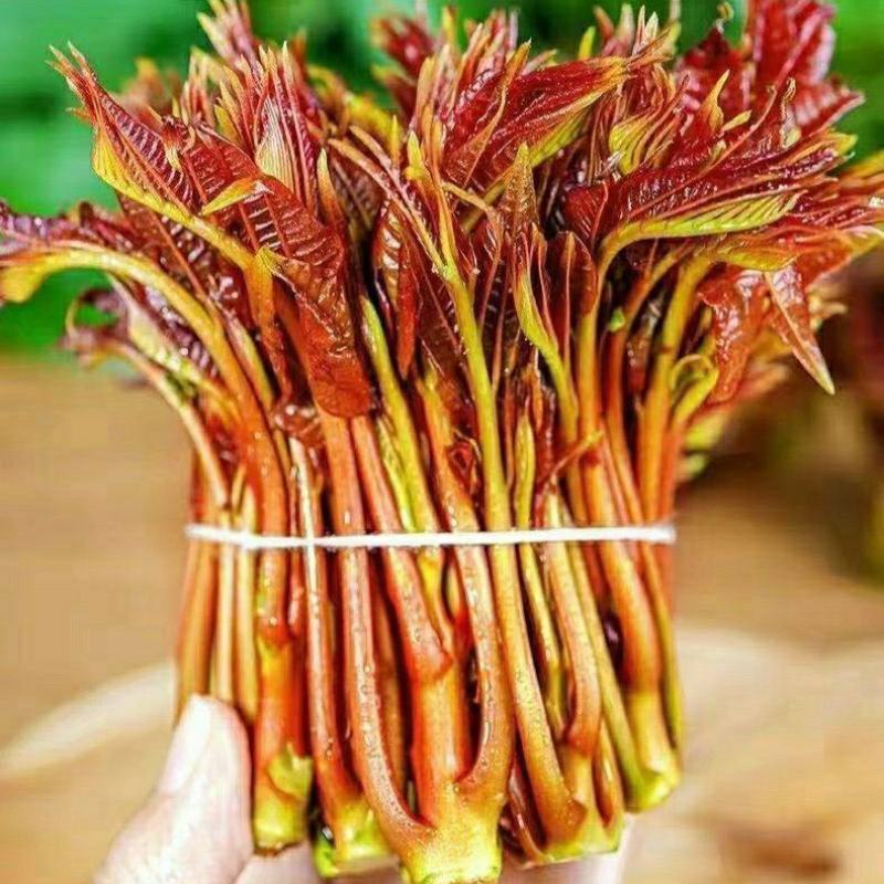 香椿芽初春新鲜香椿农家腌制香椿下饭酱菜美味爽口